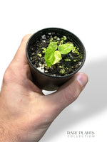 Anthurium Papillilaminum Variegata x Magnificum