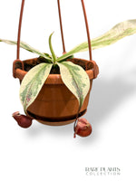 Nepenthes Variegata Viking x Ampullaria