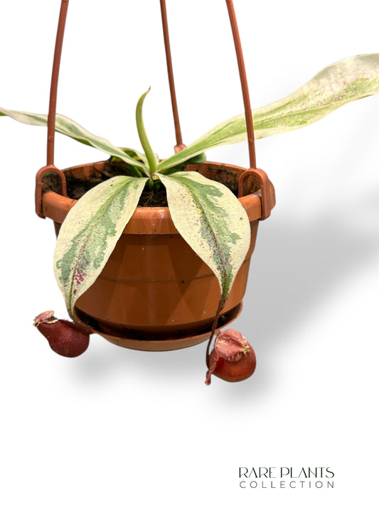 Nepenthes Variegata Viking x Ampullaria