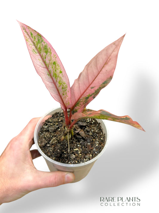 Anthurium Hookery Pink Variegata