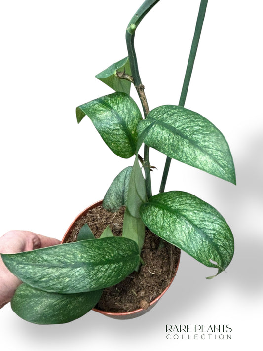 Rhaphidophora Hongkongensis Variegata