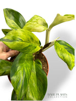 Rhaphidophora Elliptica Aurea