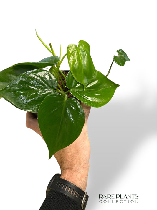 Philodendron Scadens