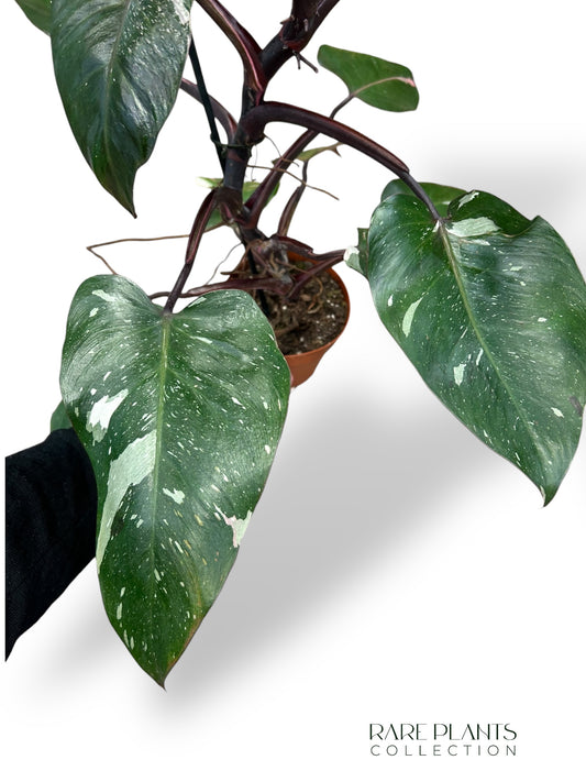 Philodendron Red Anderson Variegata