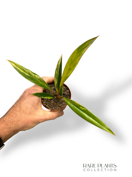 Philodendron Caramel Marble Variegata (baby)