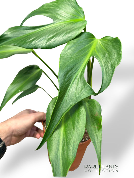 Monstera Burle Marx Flame