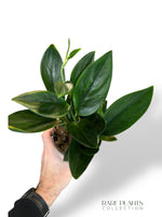 Scindapsus Treubii Dark Form