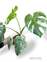 Monstera White Monster (large form)