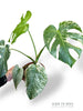 Monstera White Monster (large form)