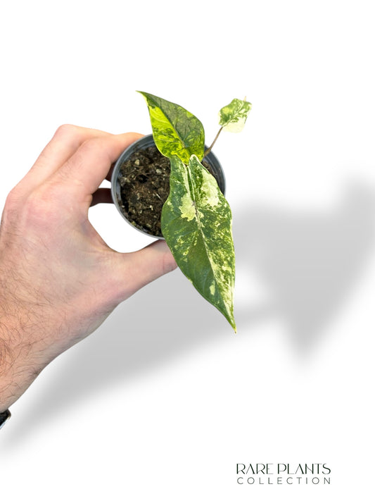 Alocasia Scalprum Variegata