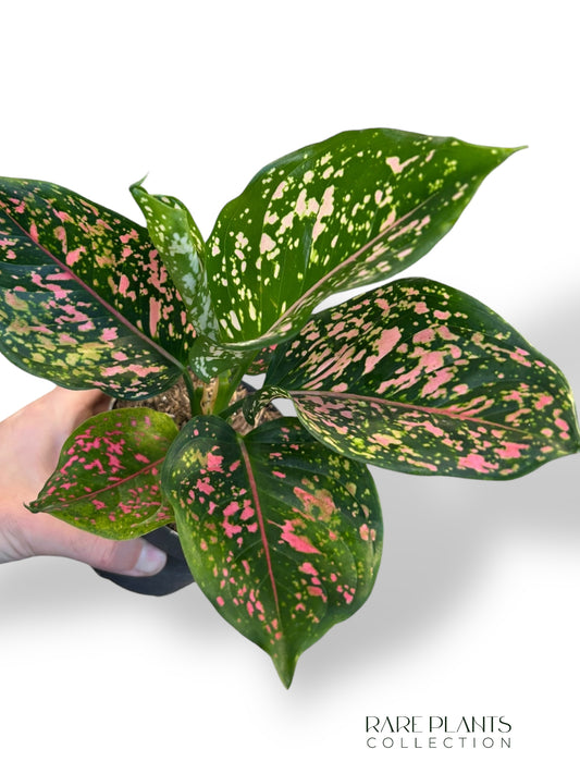 Aglaonema Pink Leopard