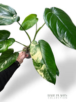 Syngonium Chiapense Albo Variegata