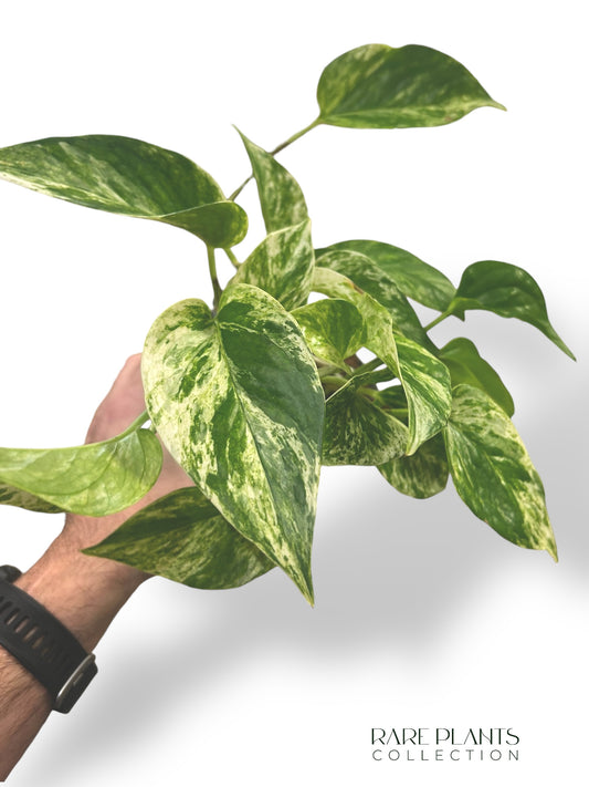 Epipremnum Marble Queen