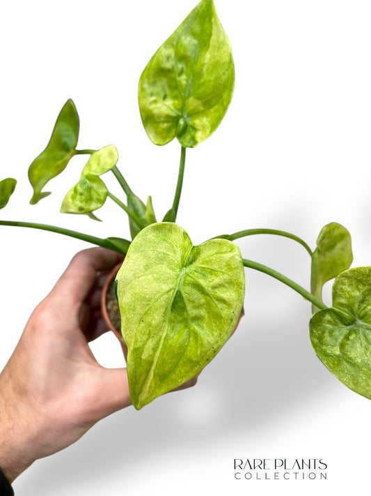Alocasia Cucullata Variegata