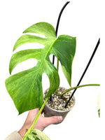 Monstera Jungle Mint