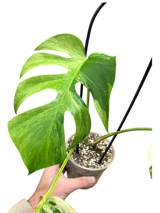 Monstera Jungle Mint