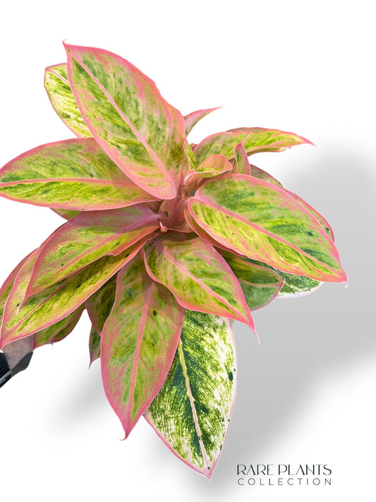 Aglaonema Salmon Fantasy