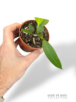 Anthurium Wendlingerii