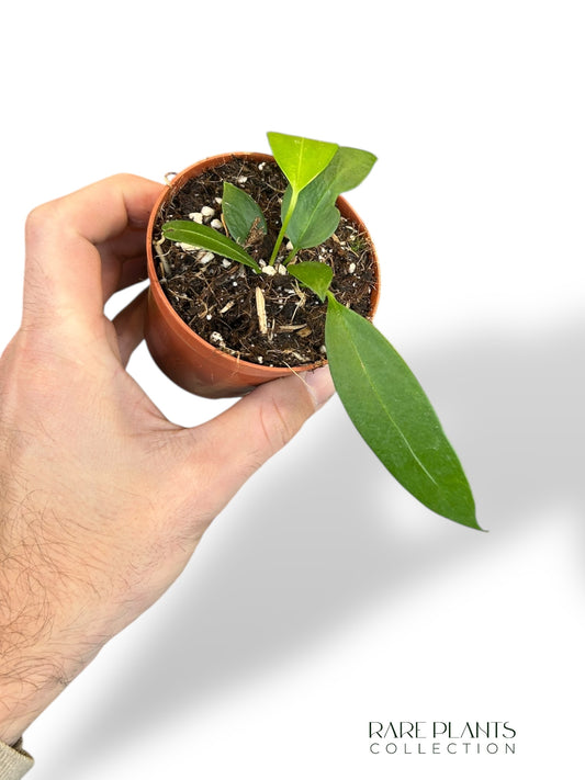 Anthurium Wendlingerii