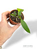 Anthurium Wendlingerii