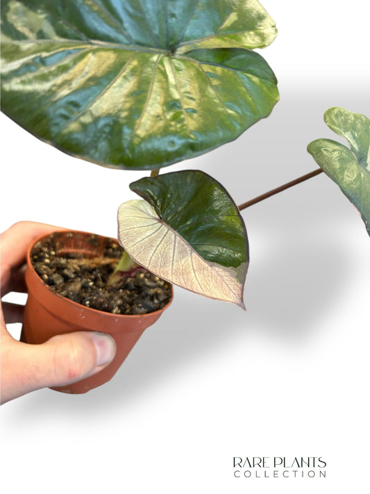 Alocasia Serendipity Variegata