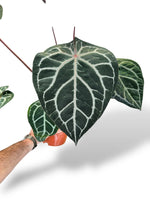 Anthurium Michelle (XL)