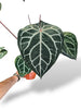 Anthurium Michelle (XL)