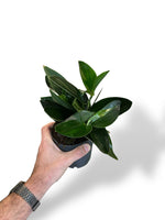 Scindapsus treubii dark form