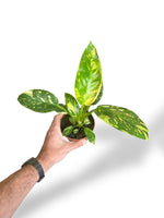 Philodendron Green Congo Variegata rare plants collection rpc marcelarium