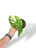 Monstera Adansonii Variegata rare plants collection marcelarium