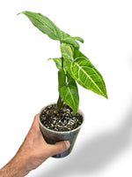 Syngonium Batik Variegata