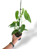 Monstera Obliqua Suriname rare plants collection rpc marcelarium