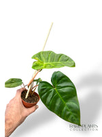 Philodendron Billicosum rare plants collection hybrid marcelarium
