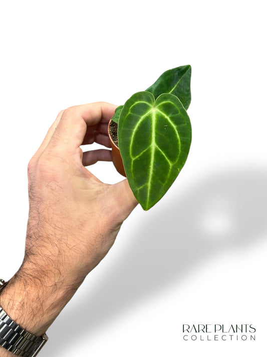 Anthurium Regale Baby