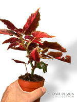 Begonia Ginny Galaxy Variegata