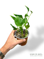 Epipremnum Shangri La