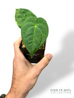 Anthurium Goliath x (Papi x)