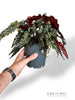 Begonia Black Forest