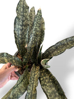 Sansevieria Copper Tone