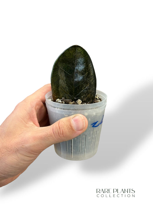 ZZ Raven Variegata marcelarium plantes site rare plants collection rpc