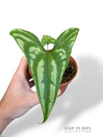 Cercestis Mirabilis rare plants collection marcelarium