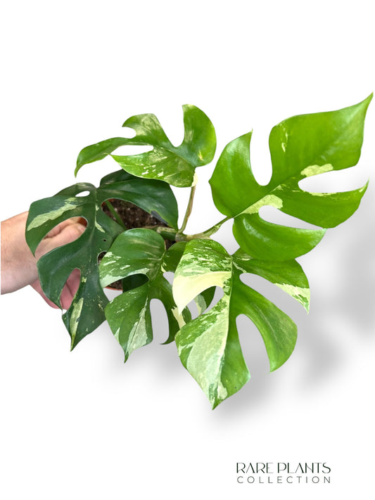 Rhaphidophora Tetrasperma Variegata