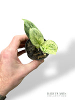 Scindapsus Moonlight Marble