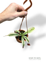 Nepenthes Variegata Viking x Ampullaria