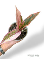 Anthurium Hookery Pink Variegata