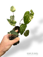 Piper Argyrites Variegata