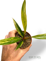 Philodendron Caramel Marble Variegata (baby)