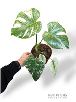 Monstera White Monster (large form)