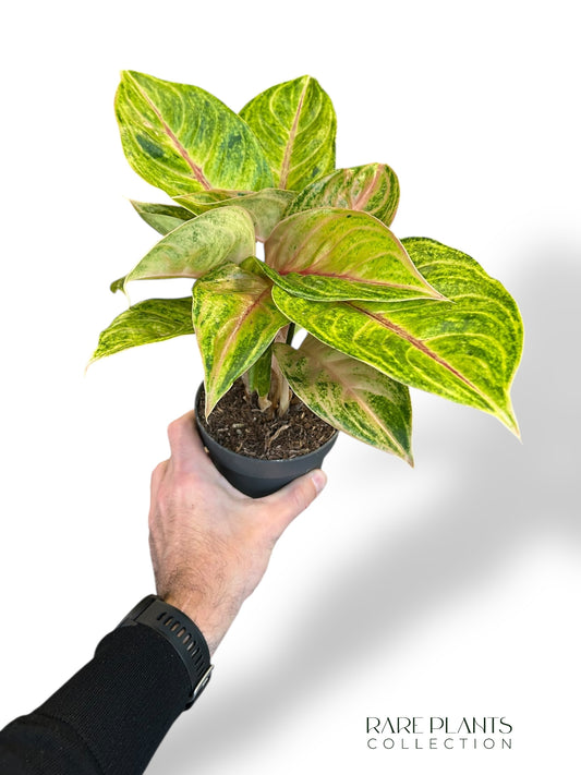 Aglaonema Iguana Red