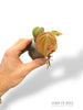 Philodendron Micans Pink Variegata